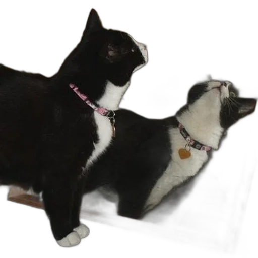 staff, animal, furniture, robot transparent PNG cut-out