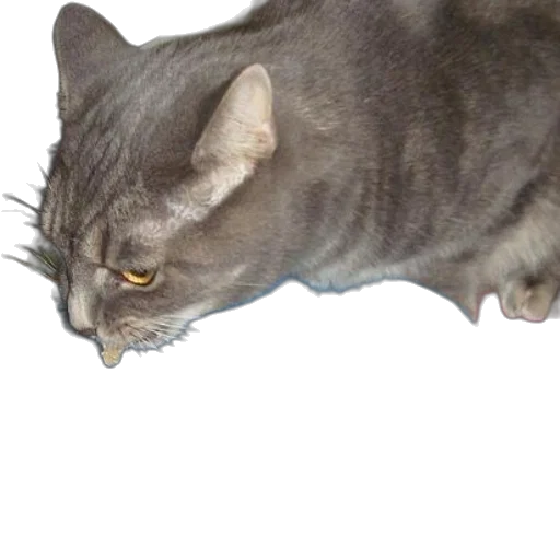 creature, animal, staff, face transparent PNG cut-out