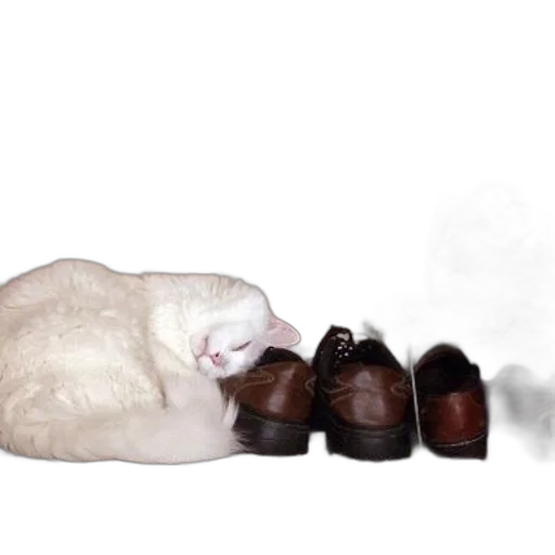 shoes, animal, furniture, staff transparent PNG cut-out