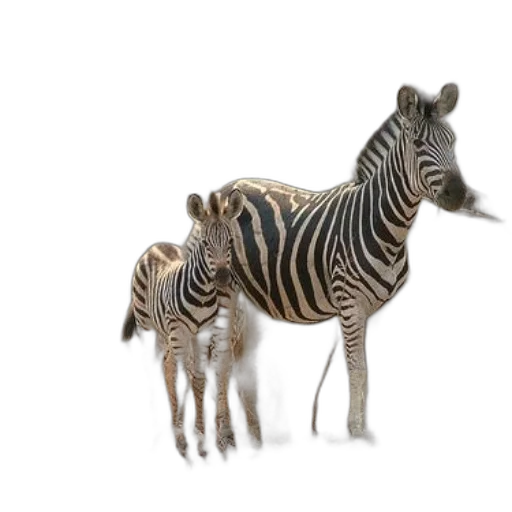 animal, creature, 3d render, concept art transparent PNG cut-out
