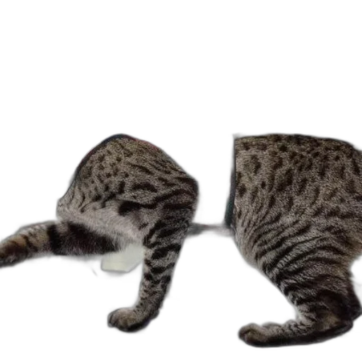 animal, creature, staff, hat transparent PNG cut-out