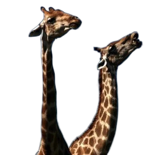 animal, creature, staff, shoes transparent PNG cut-out