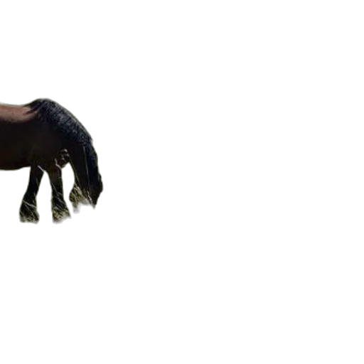 animal, creature, dragon, hair transparent PNG cut-out
