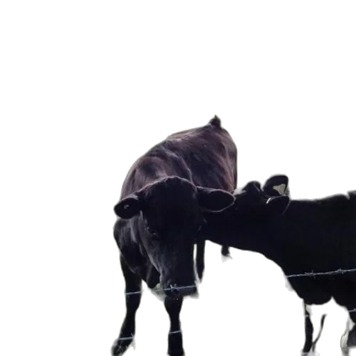 animal, food, creature, mask transparent PNG cut-out