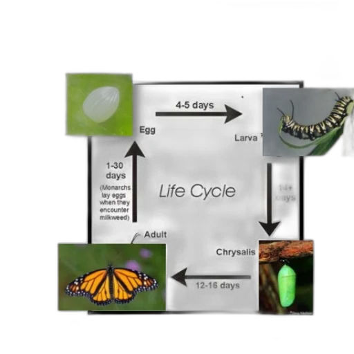 concept art, 3d render, diagram, monarch transparent PNG cut-out