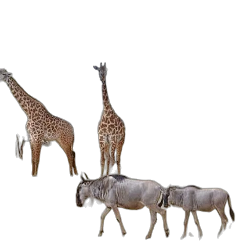 animal, staff, creature, jewelry transparent PNG cut-out