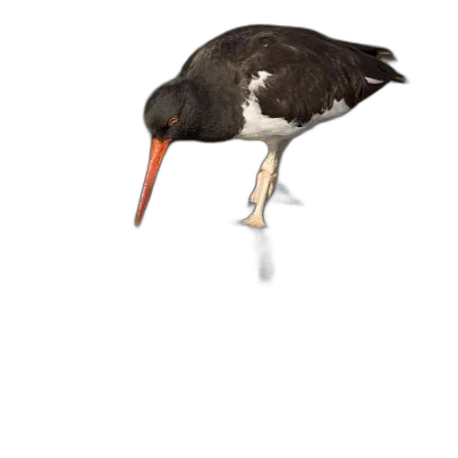 animal, creature, staff, food transparent PNG cut-out