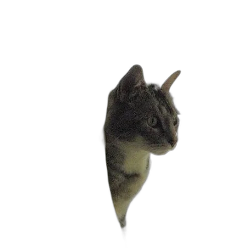animal, dragon, creature, hat transparent PNG cut-out