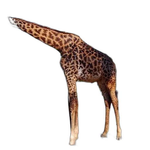 animal, creature, staff, weapon transparent PNG cut-out