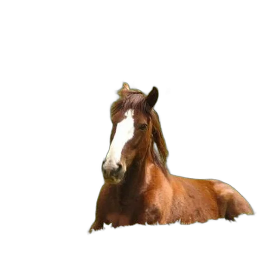 animal, creature, staff, hat transparent PNG cut-out