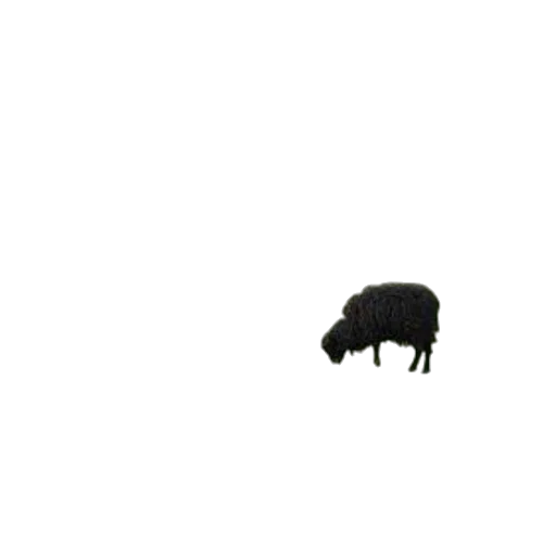 animal, creature, hat, hair transparent PNG cut-out