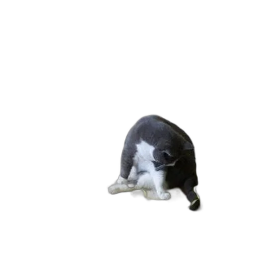 animal, creature, staff, food transparent PNG cut-out