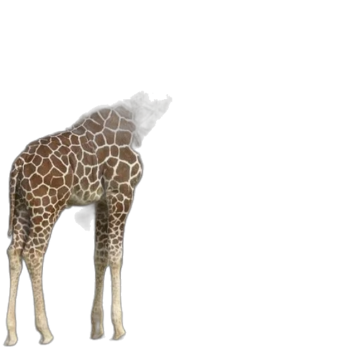 animal, creature, hat, weapon transparent PNG cut-out