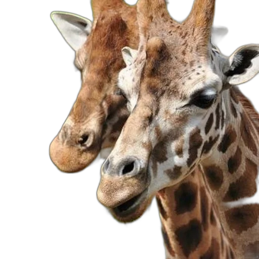 animal, creature, face, mask transparent PNG cut-out