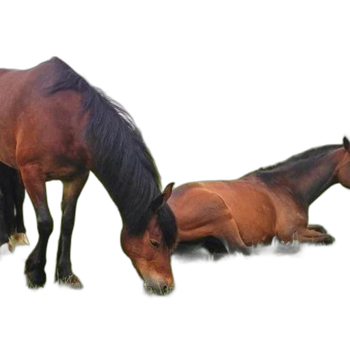 animal, creature, furniture, hair transparent PNG cut-out
