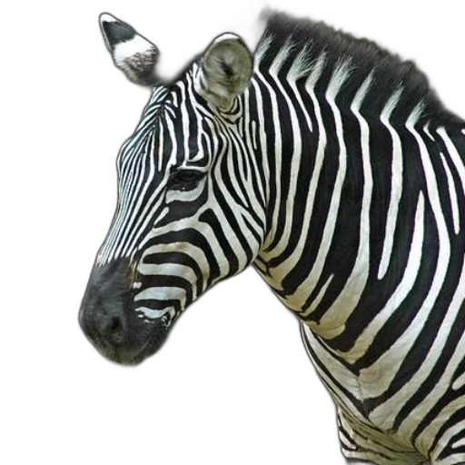 animal, creature, jewelry, photorealistic transparent PNG cut-out