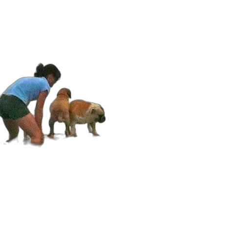 animal, creature, furniture, food transparent PNG cut-out