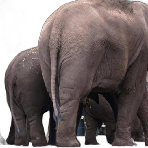 animal, creature, staff, weapon transparent PNG cut-out