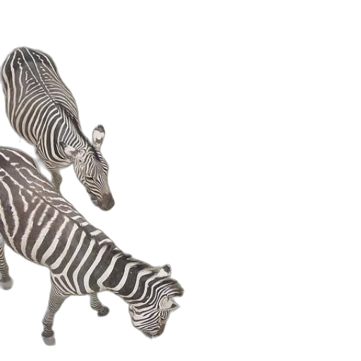 jewelry, furniture, animal, shoes transparent PNG cut-out