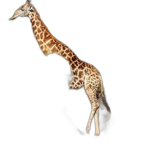 animal, creature, staff, jewelry transparent PNG cut-out