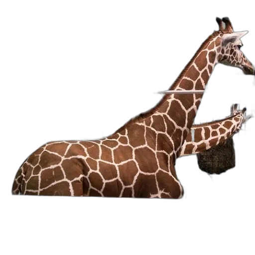 animal, creature, shoes, furniture transparent PNG cut-out