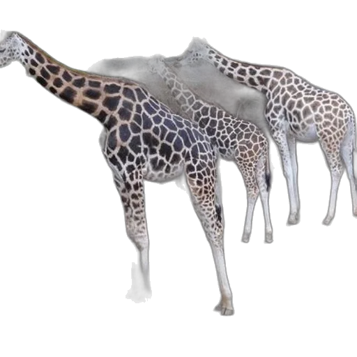 animal, creature, jewelry, 3d render transparent PNG cut-out