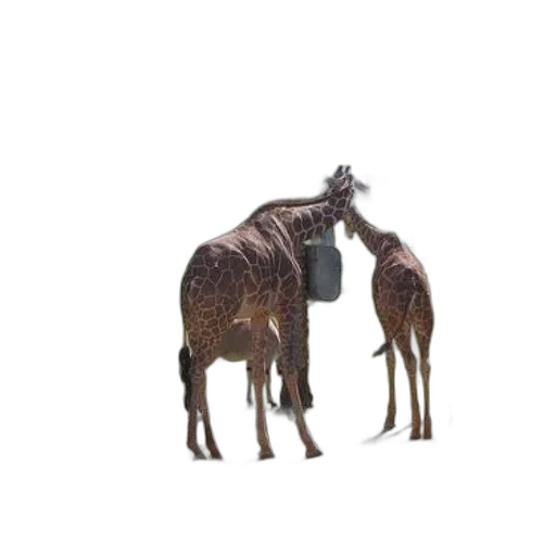 animal, creature, crown, hair transparent PNG cut-out