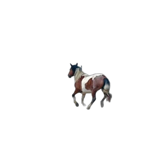 animal, creature, hat, crown transparent PNG cut-out
