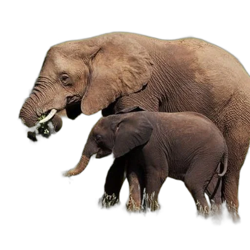 animal, creature, concept art, photorealistic transparent PNG cut-out