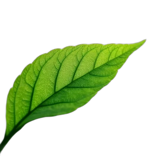 staff, food, tree, flower transparent PNG cut-out