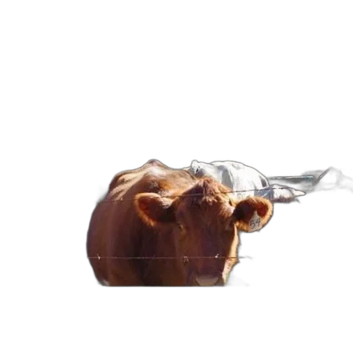 bottle, food, mask, animal transparent PNG cut-out