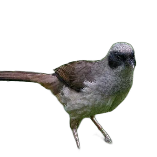 animal, staff, hat, creature transparent PNG cut-out
