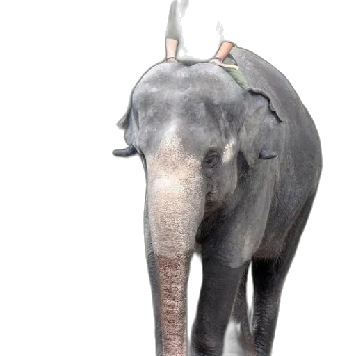 animal, staff, creature, hat transparent PNG cut-out