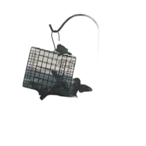 jewelry, umbrella, animal, hat transparent PNG cut-out