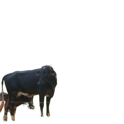 animal, creature, food, weapon transparent PNG cut-out