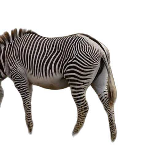 animal, creature, jewelry, furniture transparent PNG cut-out