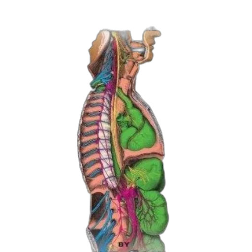 staff, book, cover, titled transparent PNG cut-out