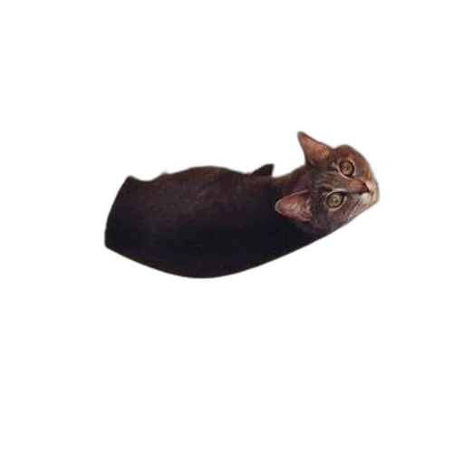 animal, creature, staff, hat transparent PNG cut-out