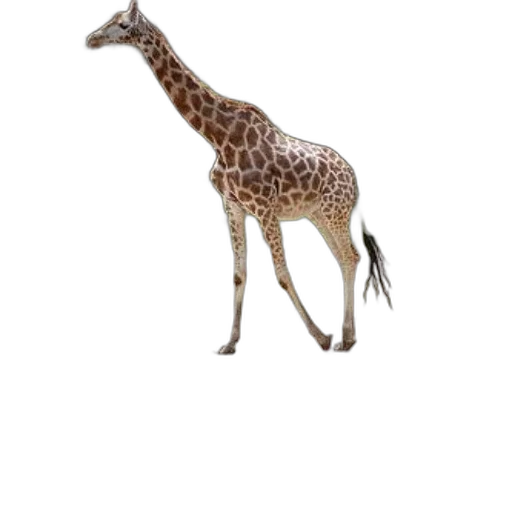animal, creature, staff, weapon transparent PNG cut-out