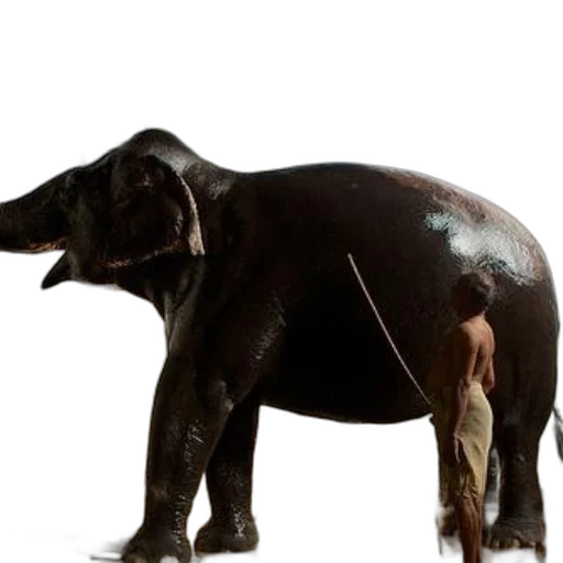 animal, creature, staff, jewelry transparent PNG cut-out
