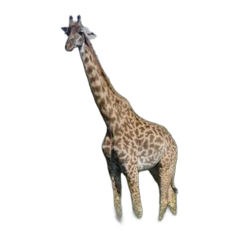 animal, creature, staff, weapon transparent PNG cut-out