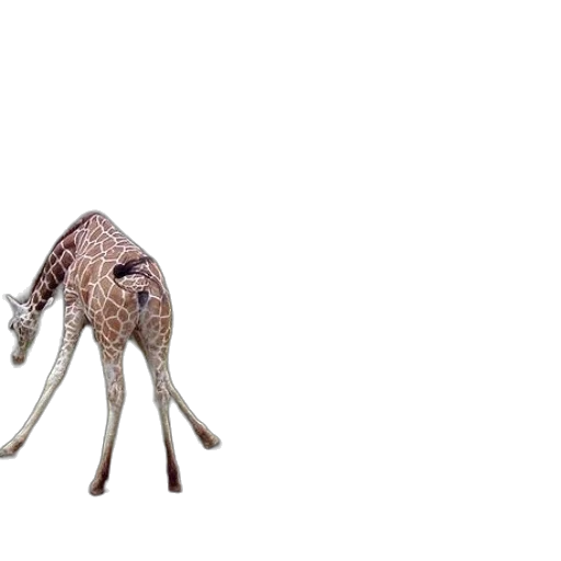animal, creature, umbrella, hat transparent PNG cut-out