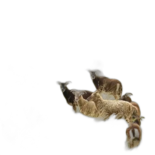 animal, dragon, creature, hair transparent PNG cut-out