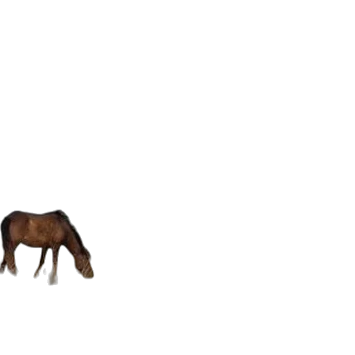 animal, creature, furniture, hair transparent PNG cut-out