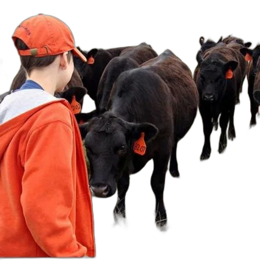 animal, young, boy, orange transparent PNG cut-out