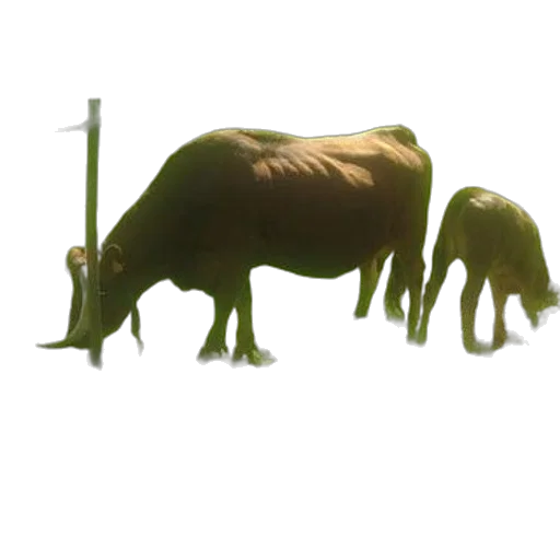animal, staff, creature, weapon transparent PNG cut-out