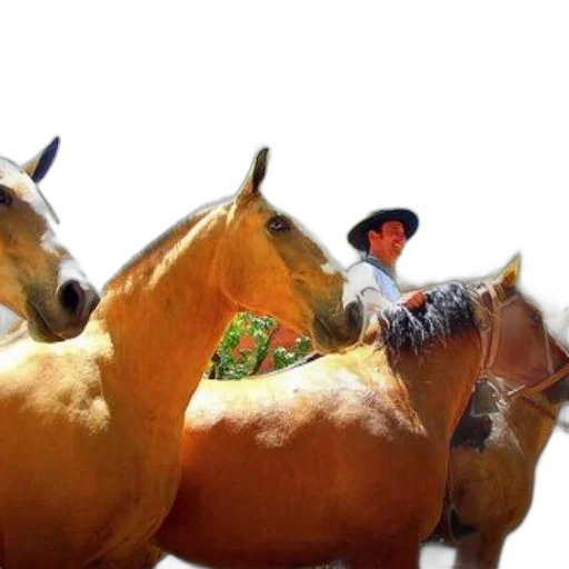 animal, food, crown, hat transparent PNG cut-out