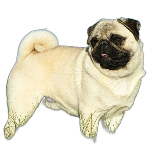 animal, creature, dragon, hair transparent PNG cut-out