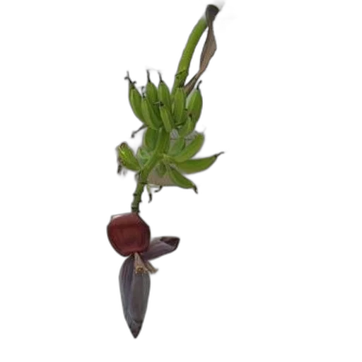 flower, staff, food, jewelry transparent PNG cut-out