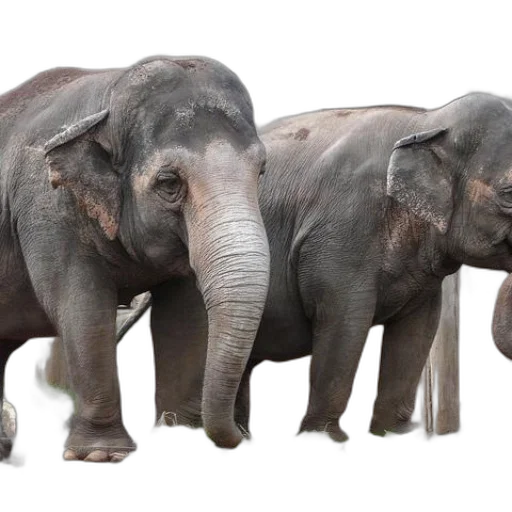 animal, photorealistic, 3d render, concept art transparent PNG cut-out